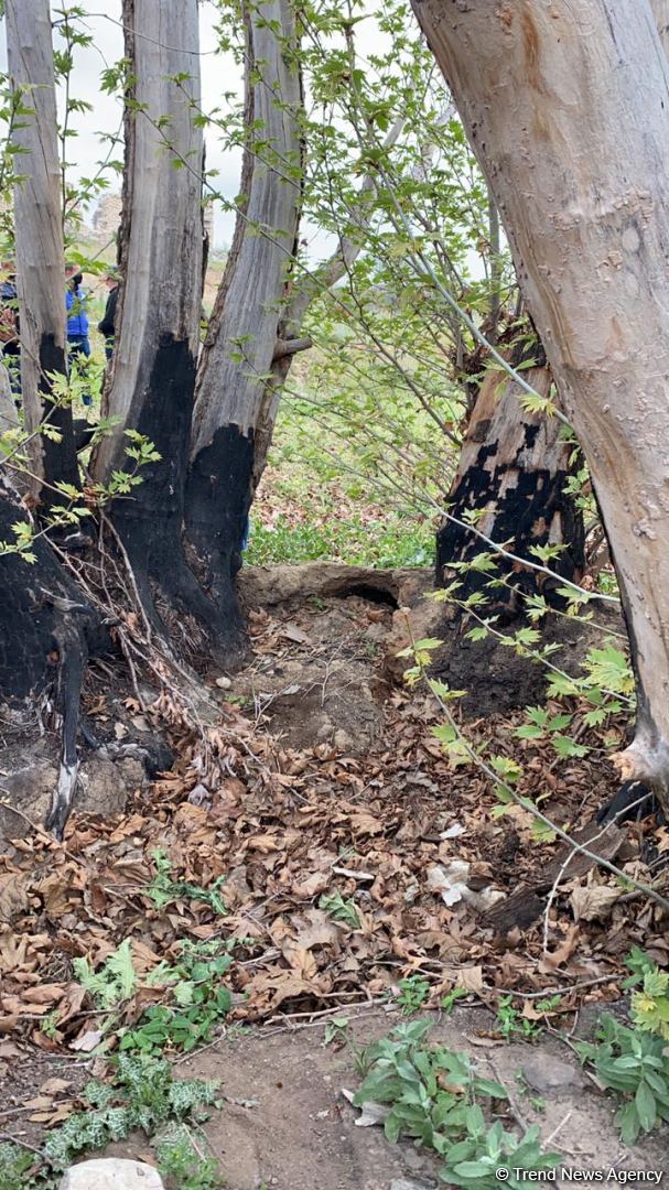 Армяне беспощадно уничтожили 800-летний восточный платан в Джебарильском районе Азербайджана (ФОТО)