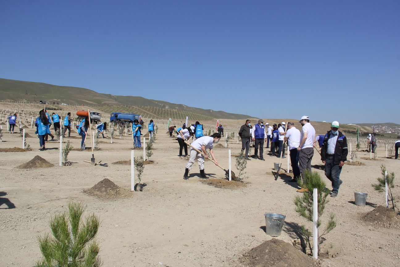 В бакинском поселке Ходжасан посажено 500 деревьев (ФОТО)