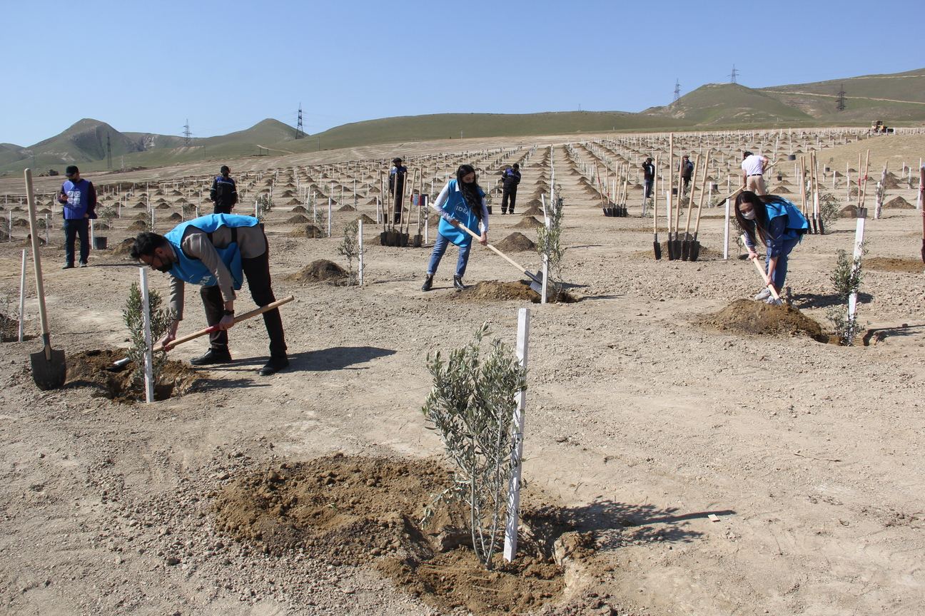 В бакинском поселке Ходжасан посажено 500 деревьев (ФОТО)