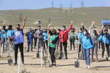 В Баку в рамках проекта «Зеленый марафон» прошла акция по посадке деревьев (ФОТО)