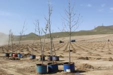 В Баку в рамках проекта «Зеленый марафон» прошла акция по посадке деревьев (ФОТО)