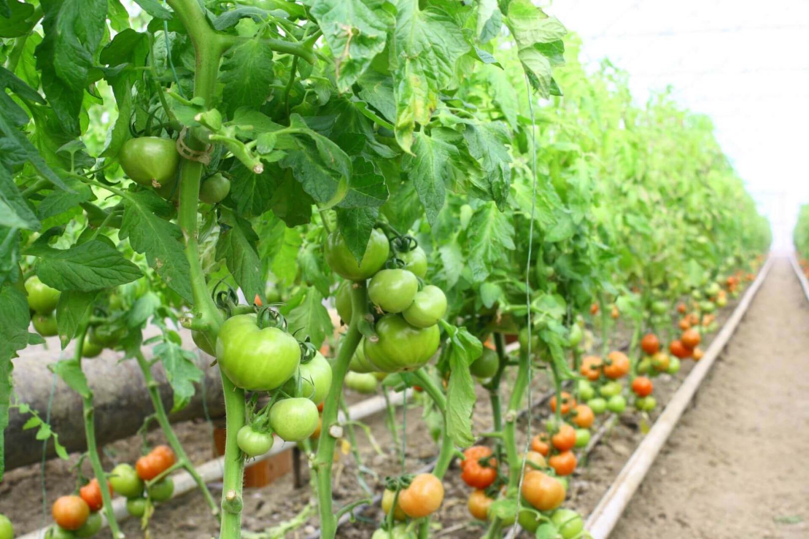 "Karvan-L" şirkətlər qrupu orqanik pomidorun istehsalına davam edir (FOTO)