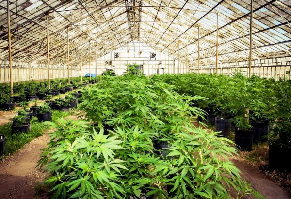 Morocco seizes 1.5 tonnes of cannabis