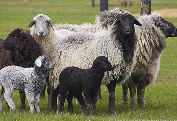 Turkmen farmers fulfill plan to obtain offspring of sheep and goats