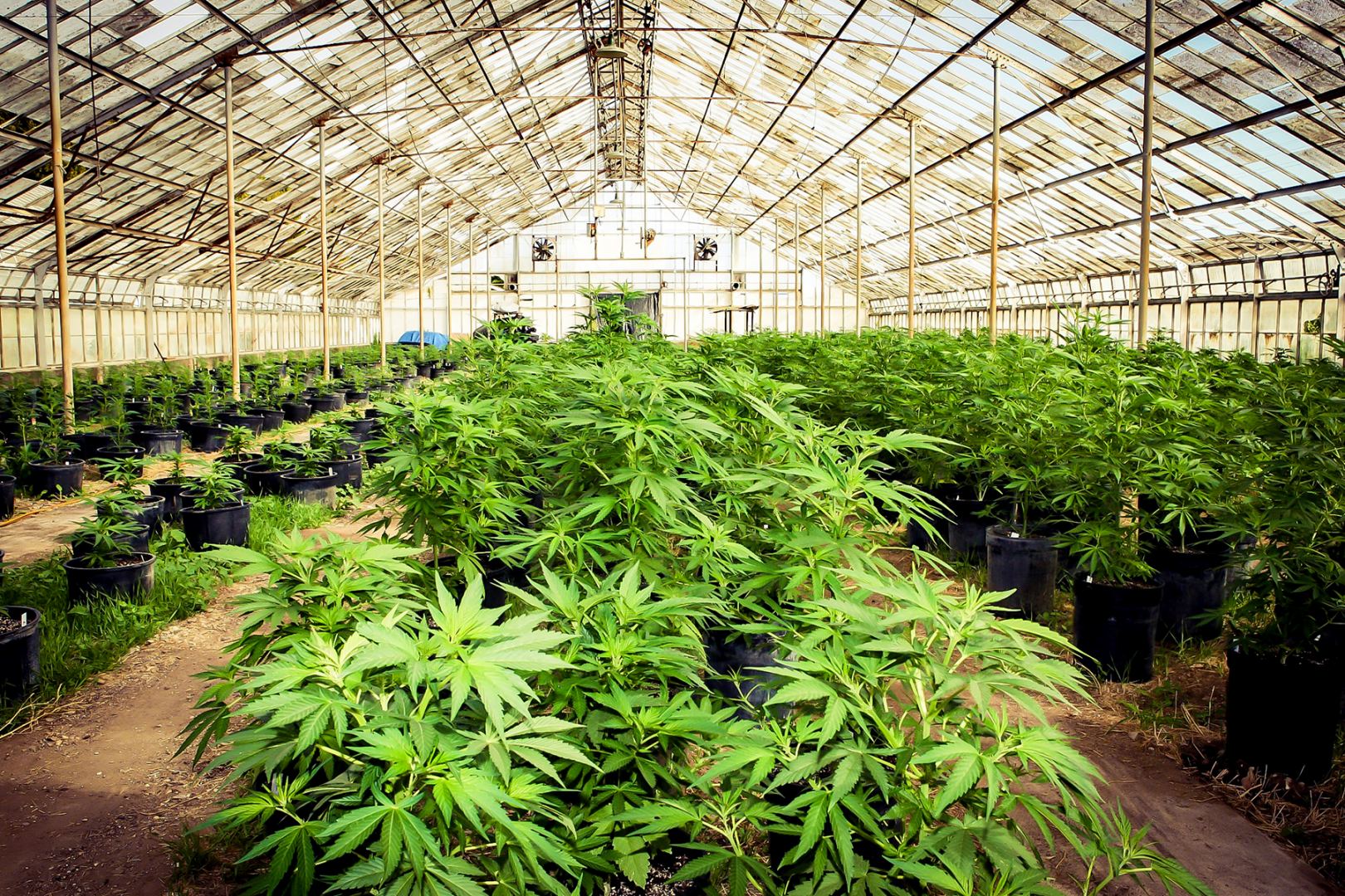 Morocco seizes 1.5 tonnes of cannabis