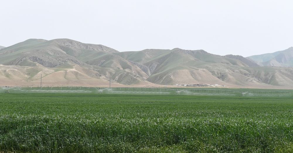 President Ilham Aliyev attends presentation of agropark owned by Agro Dairy LLC in Hajigabul (PHOTO)