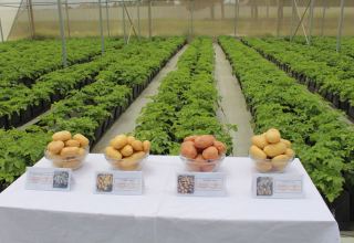 В Гедабейском районе высажены новые сорта картофеля (ФОТО)