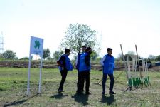 В Азербайджане в рамках проекта «Зеленый марафон» посажено 2 тыс. медоносных деревьев (ФОТО)
