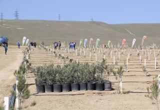 В Баку в рамках проекта «Зеленый марафон» прошла очередная акция по посадке деревьев (ФОТО)