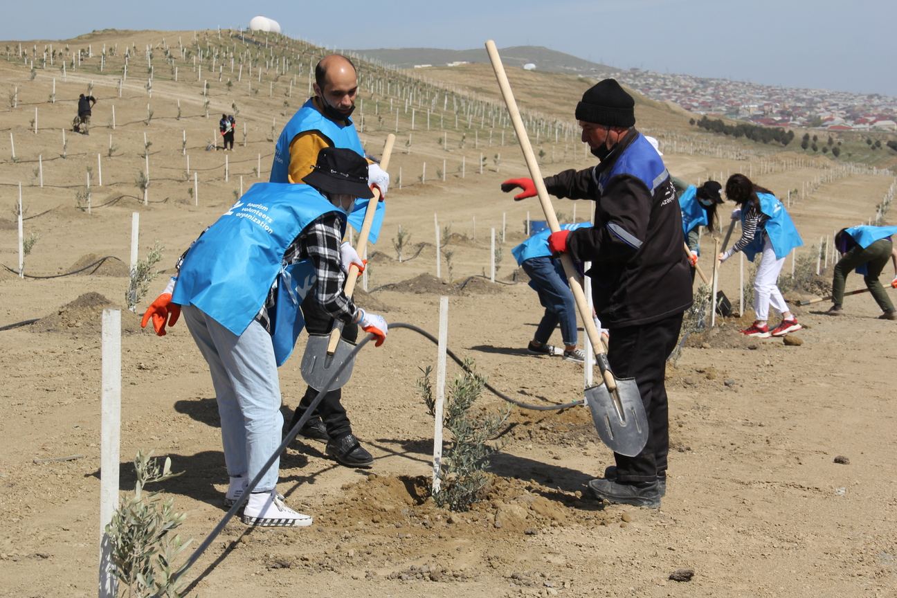 В Баку в рамках проекта «Зеленый марафон» прошла очередная акция по посадке деревьев (ФОТО)