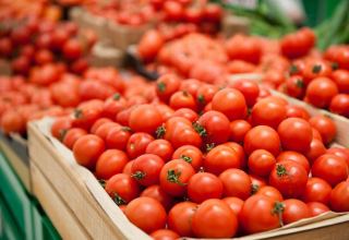 Turkmen tomatoes gaining share in foreign markets