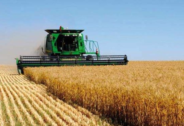 Farmers in Kazakhstan's Zhambyl region harvest first tons of grain from new crop