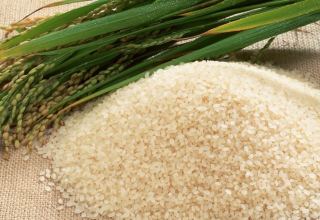 Turkmenistan starts rice harvest in Dashoguz region