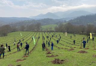 В День памяти в 76 городах и районах Азербайджана посажено до 60 тыс. деревьев