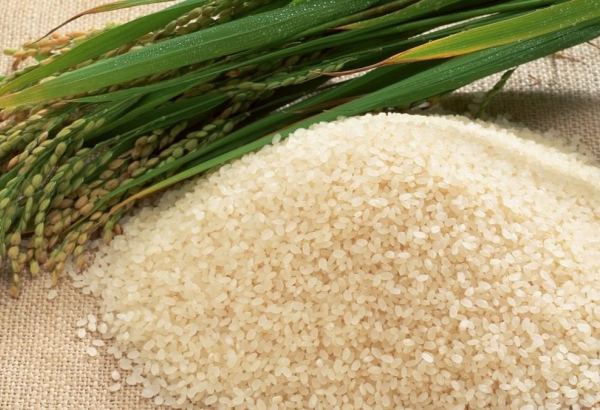 Iran unveils volume of rice to be harvested in country