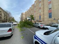 Сильный ветер повалил деревья в центре Баку, поврежден автомобиль (ФОТО)