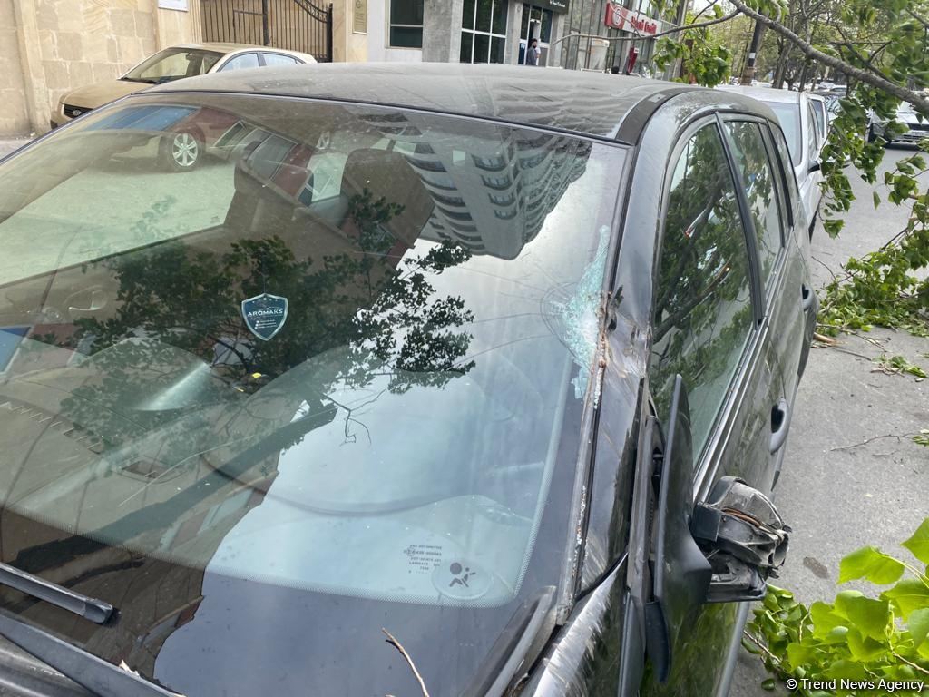 Сильный ветер повалил деревья в центре Баку, поврежден автомобиль (ФОТО)