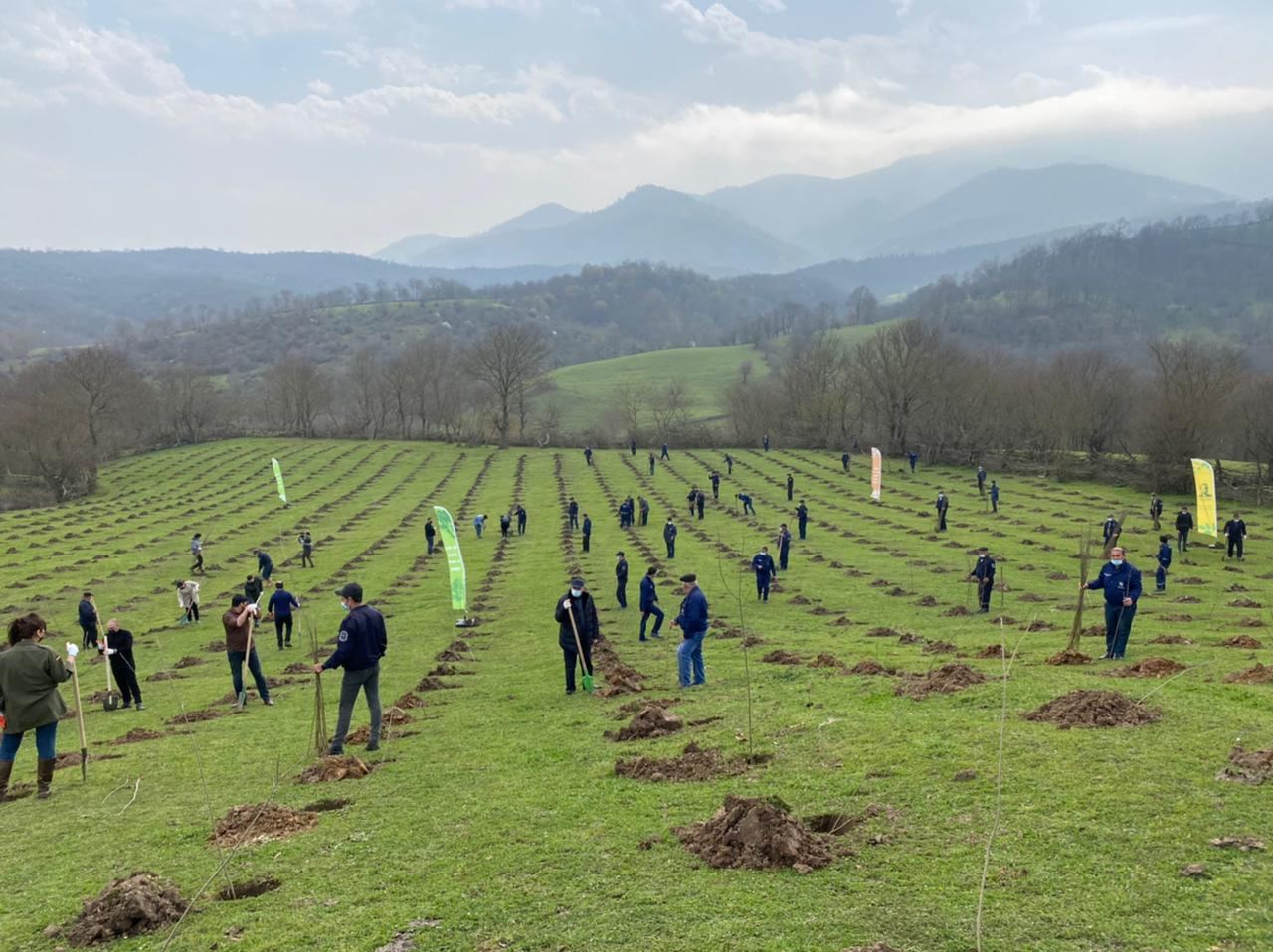 Massive tree-planting campaigns to be held in Azerbaijan's Karabakh, East Zangazur