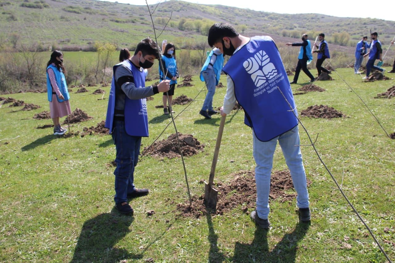 В Азербайджане этой весной посажено более 400 тыс. деревьев (ФОТО)