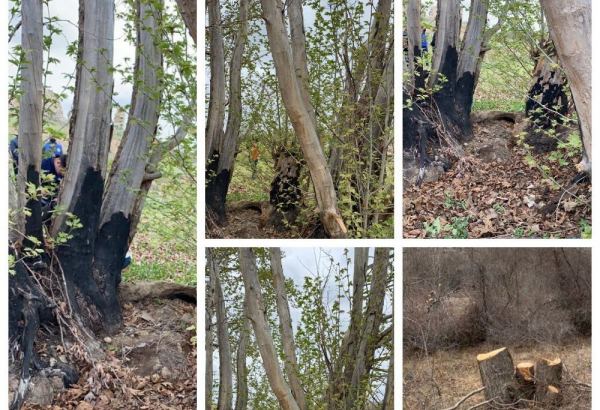 Azerbaijani ministry talks forests destroyed in liberated Fuzuli district by Armenia