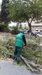 Сильный ветер повалил в Баку 15 деревьев (ФОТО)
