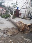 Сильный ветер повалил в Баку 15 деревьев (ФОТО)