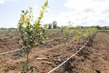 Lənkəranda 50 hektardan çox sitrus bağı salınıb (FOTO)