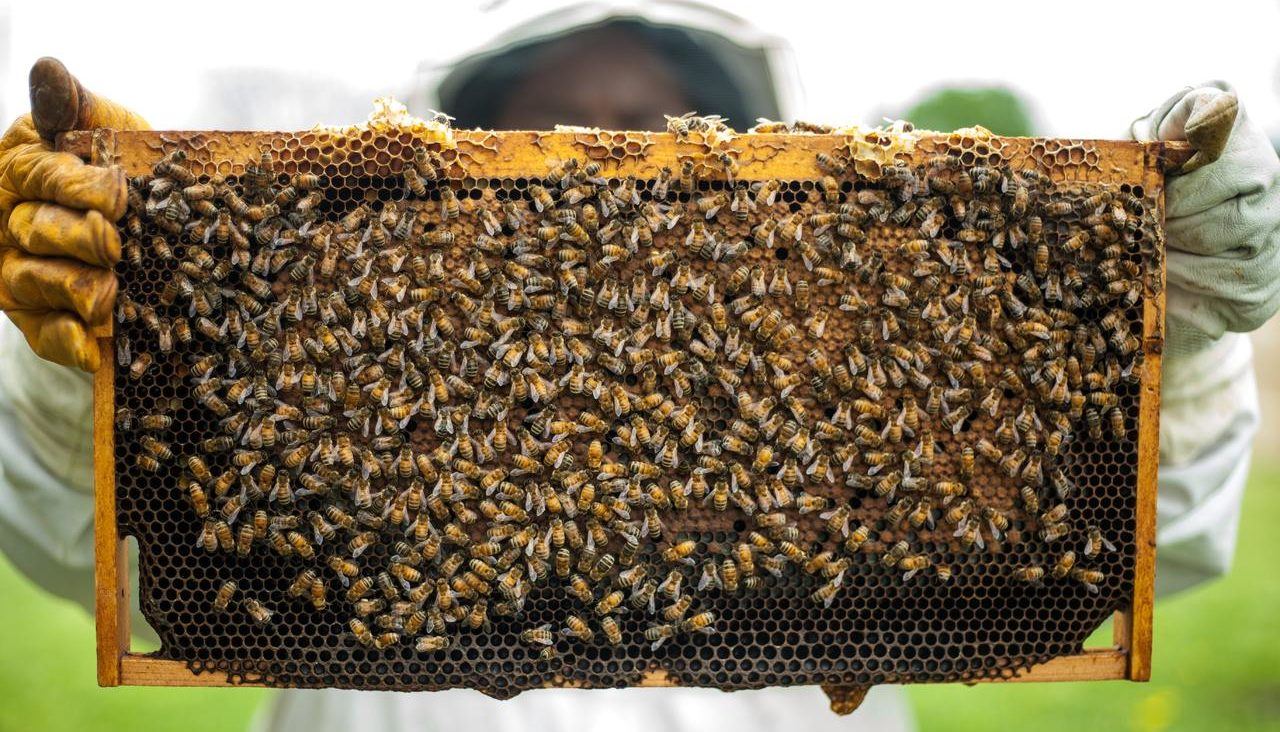 Iran to issue loans for dev't of beekeeping sector