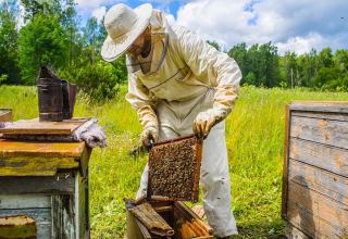 UNDP, UNFPA partake in dev’t of beekeeping in Uzbekistan’s Karakalpakstan