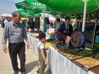 В Нахчыване проходит Фестиваль Göycə – райского фрукта (ФОТО)