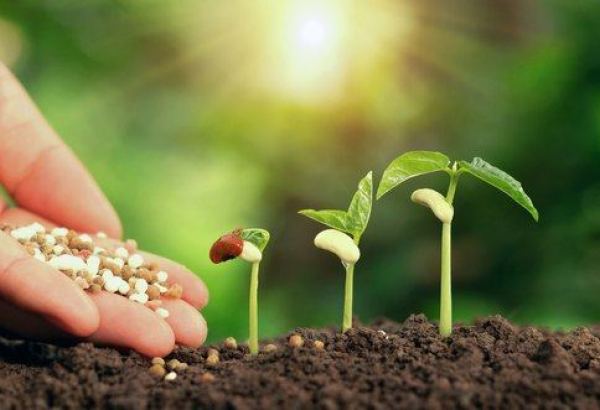 Uzbekistan taking measures to improve plant protection system