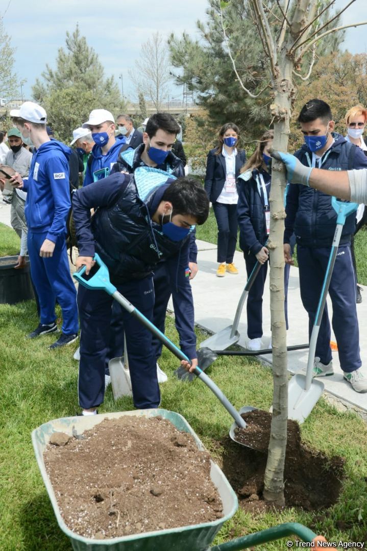 Tree planting held in Baku on eve of World Aerobic Gymnastics Championship (PHOTO)