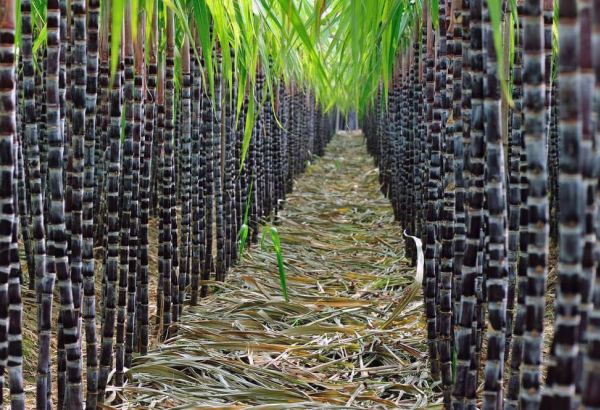 Производство сахарного тростника в Иране выросло на 70 процентов