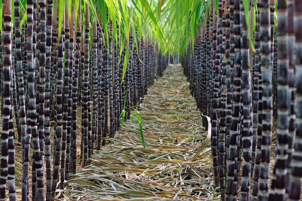 Производство сахарного тростника в Иране выросло на 70 процентов