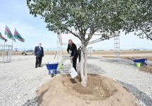 Президент Ильхам Алиев посадил дерево в Агдамском городском лесопарке (ФОТО)