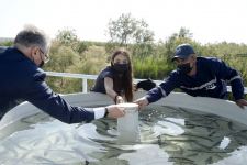 Heydər Əliyev Fondunun vitse-prezidenti Leyla Əliyeva nərə balıqlarının suya buraxılması mərasimində iştirak edib (FOTO)