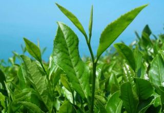 Georgia eyes increasing tea production - ministry