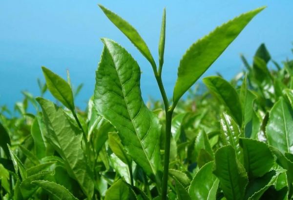 Iran’s tea production to grow -  Iran Tea Organization