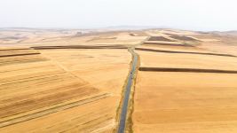 Grain harvest season begins in Azerbaijan (PHOTO)