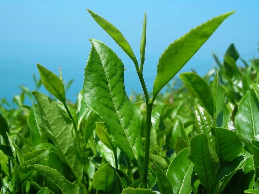 Georgia shares data on tea imports, exports