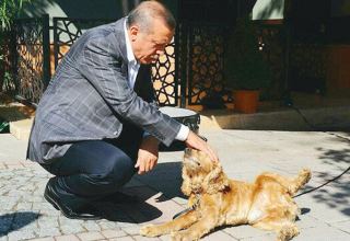 Cumhurbaşkanı Erdoğan’dan hayvan hakları talimatı:  Meclis kapanmadan yasayı çıkarın