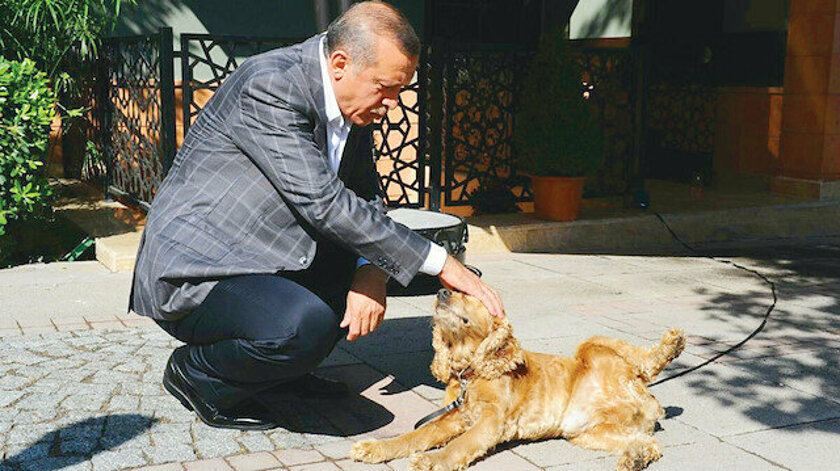 Cumhurbaşkanı Erdoğan’dan hayvan hakları talimatı:  Meclis kapanmadan yasayı çıkarın