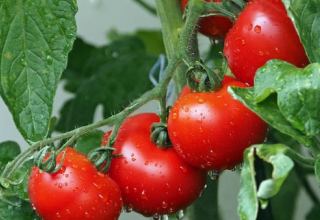 Azerbaijan organizes cultivation of giant tomatoes