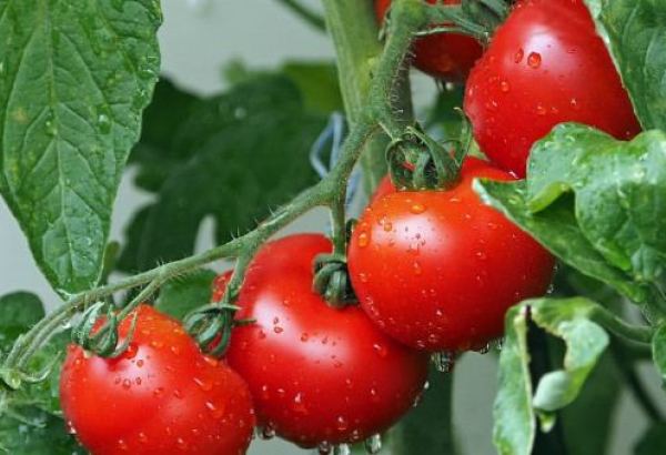 Kyrgyzstan slows down on import of tomatoes