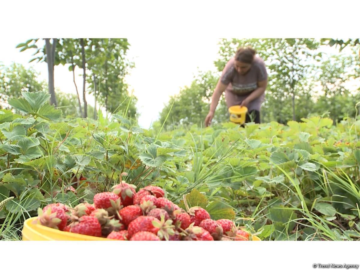 Клубничные плантации фермеров Карабаха – Trend TV