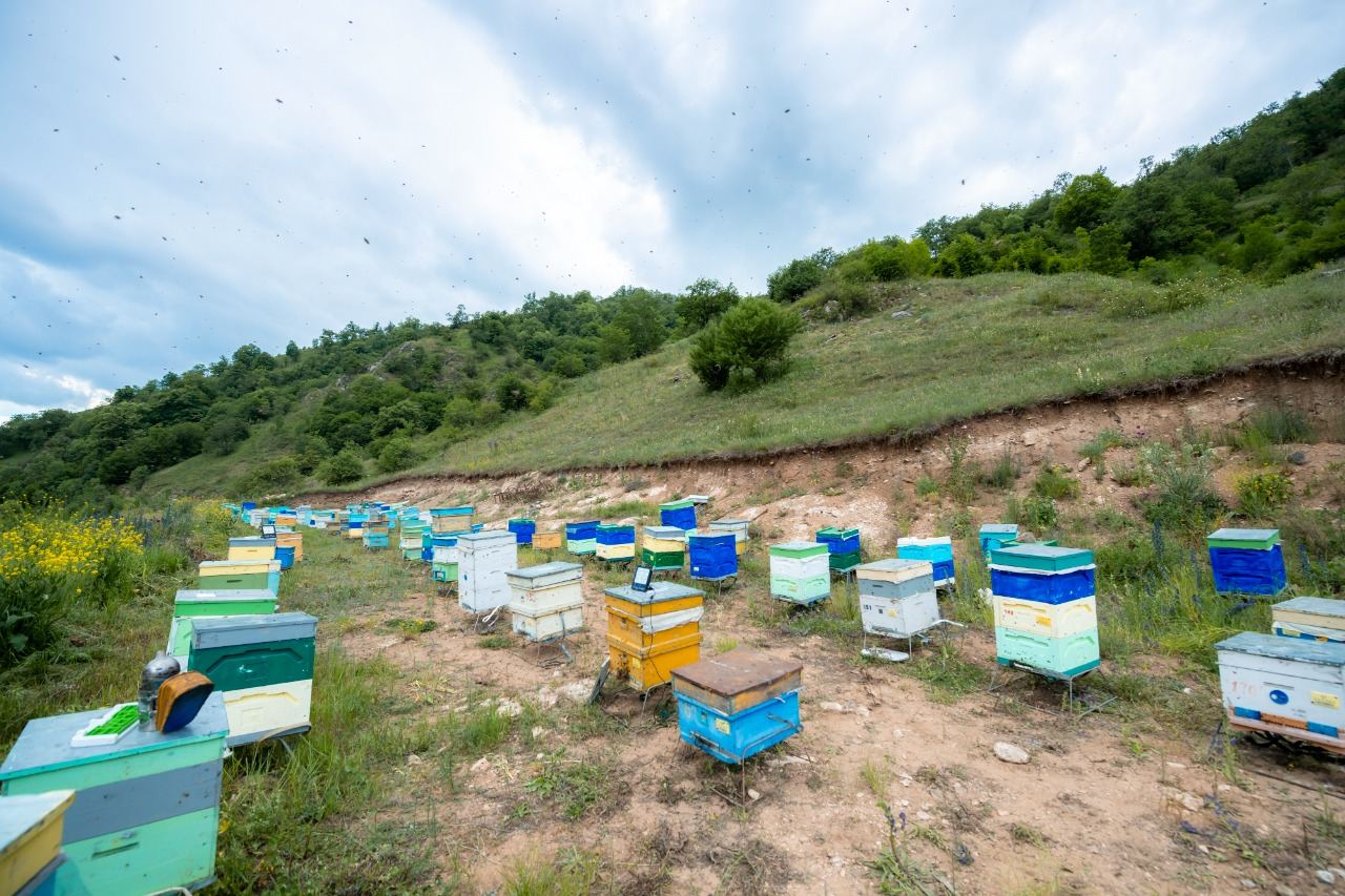 На пастбища освобожденного Кельбаджара переносятся животноводческие и пчеловодческие хозяйства (ФОТО)