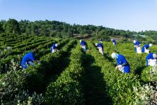 “Azerçay” çayçılıq sahəsinin inkişafına dəstək verməyə davam edir (FOTO)