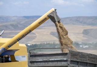 Azerbaijan to provide subsidies wheat suppliers