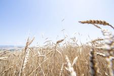 В Азербайджане собрано свыше 970 тыс. тонн зерна (ФОТО) - Gallery Thumbnail