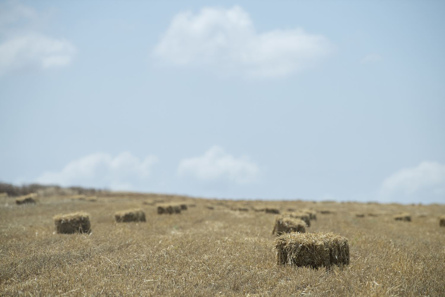 В Азербайджане собрано свыше 970 тыс. тонн зерна (ФОТО) - Gallery Image
